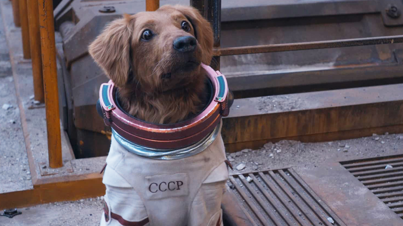 Cosmo is a good dog with special talents